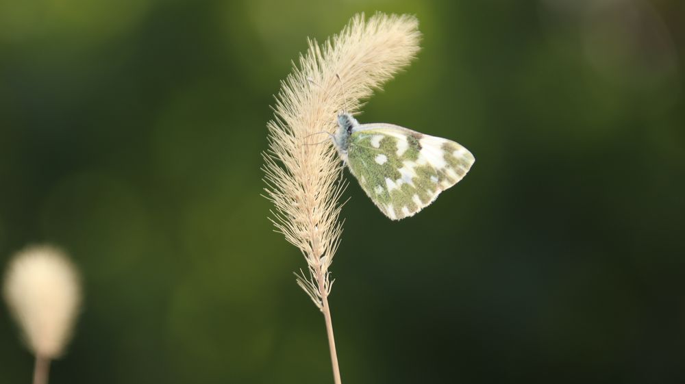 Kit complet Canon 77D + Sigma 18-300mm + Canon 50mm + YONGNUO YN685