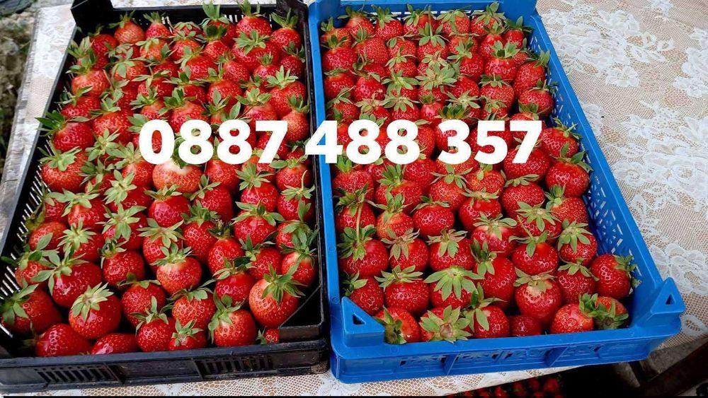 Продавам качествен разсад ягоди