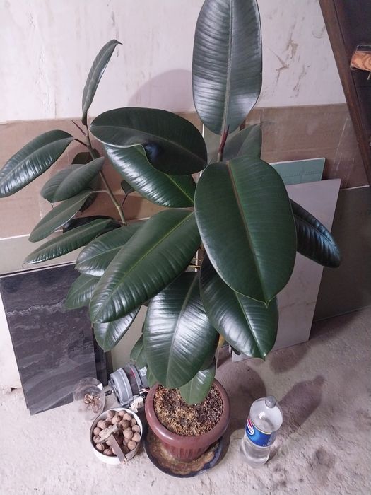 Продаётся фикус.