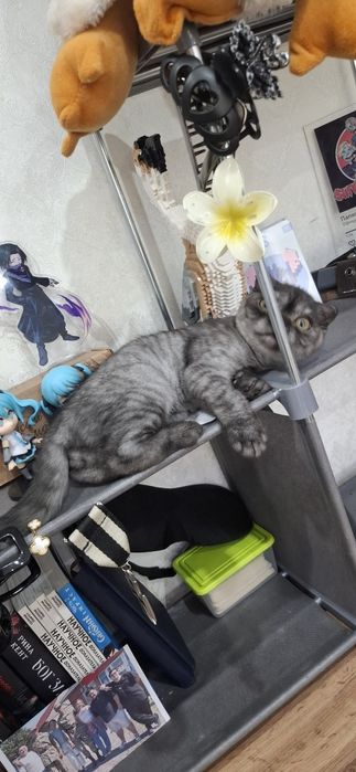 Шотландский скоттиш фолд мальчик