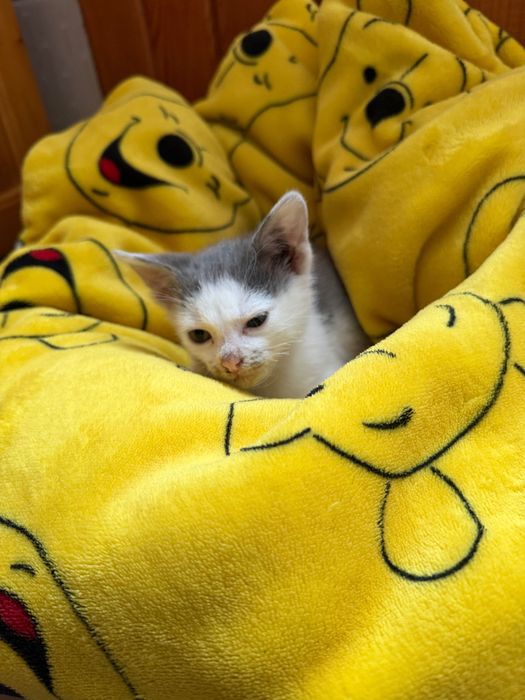 Подарявам котенце