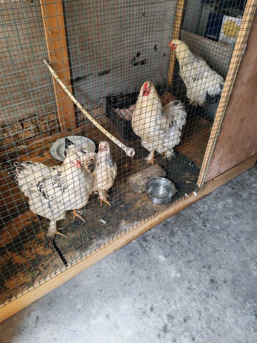 Brama Tovuq xo'raz sotiladi