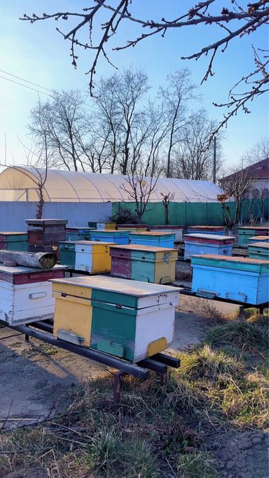 Vând albine cu tot cu stupi