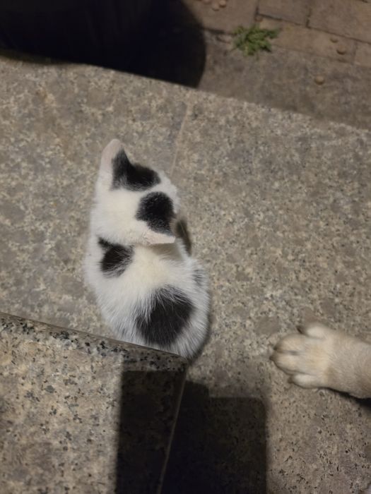 Donez unei persoane iubitoare