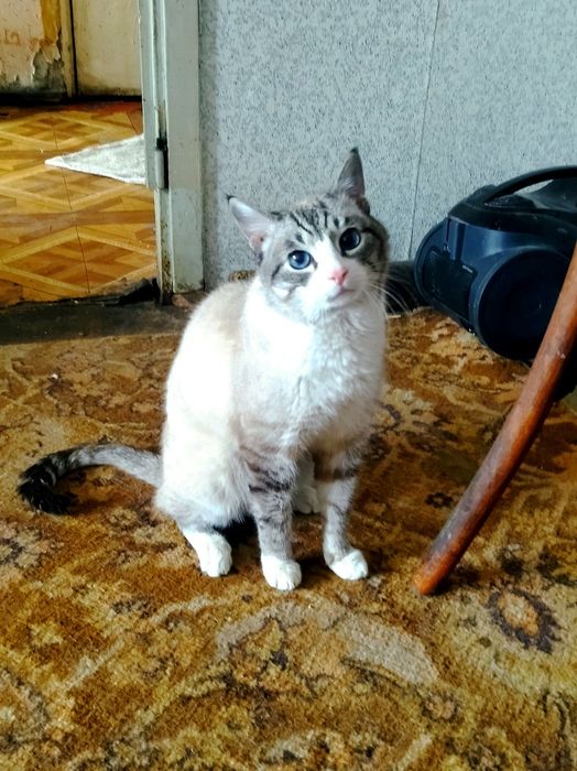 Срочно Отдам кота!