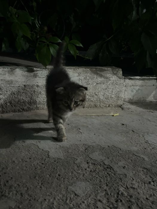Отдам даром вислоухого котенка в добрые руки