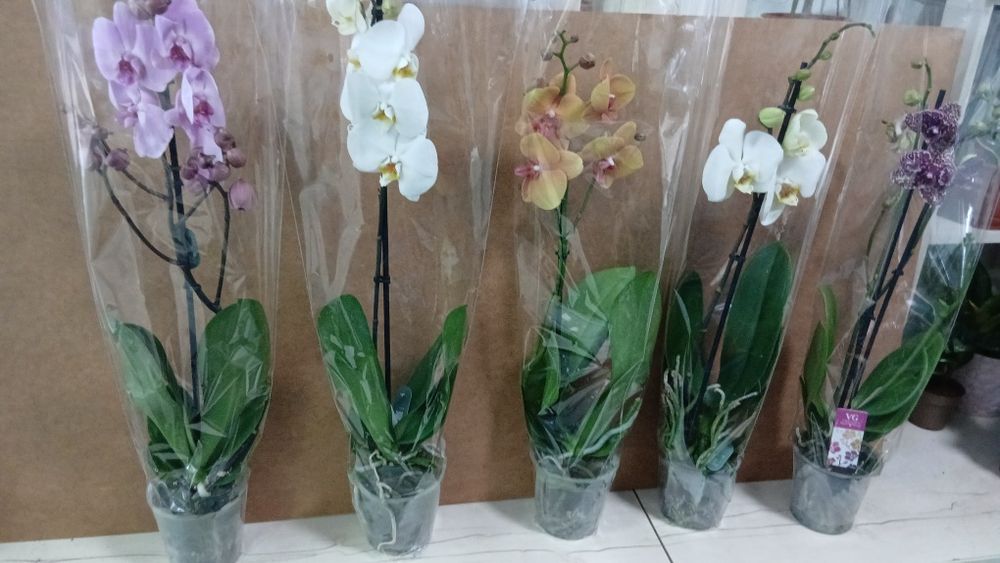 Орхидеи из Голландии