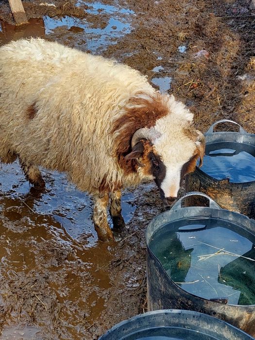 Vând doi miei din vară