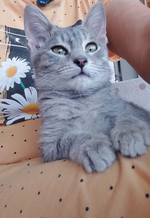 Отдам в добрые руки