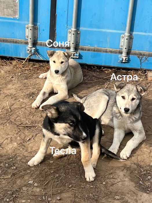 Щенки от мамы Хаски