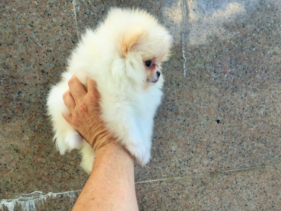 Померан мини Померанче