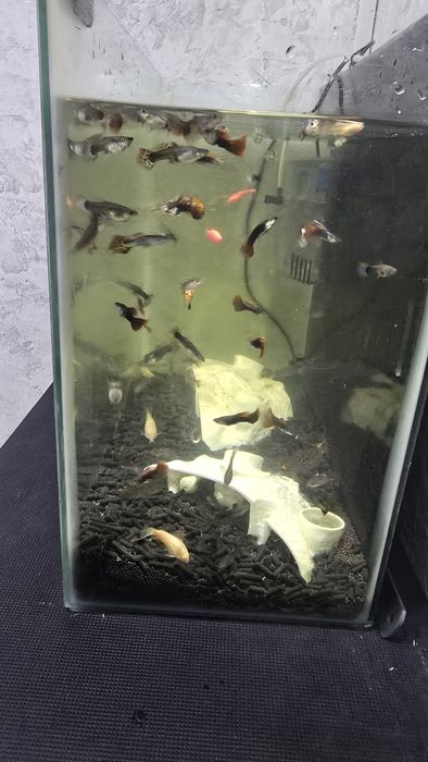 Аквариум с рыбками