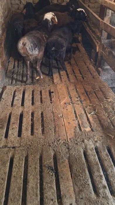 Сатылмда кошкар 8 бас