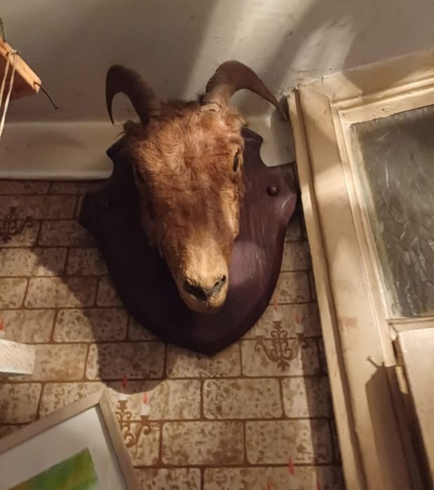 Продам чучело козла