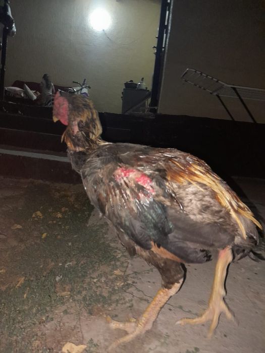 Қораз жасы 1жас келісемыз