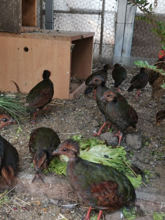 Prepelițe roul roul