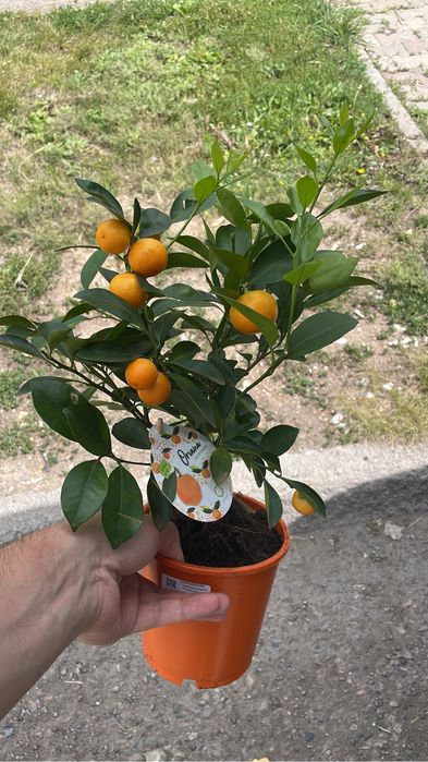 цитиусовые деревье