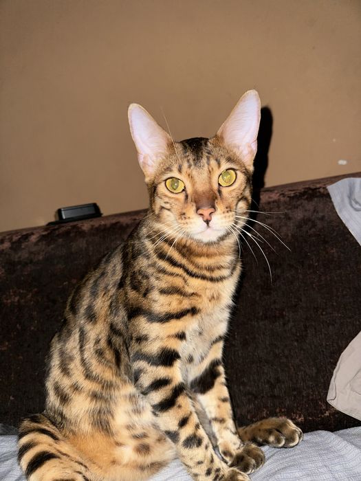 Котик бенгальский бесплатно (только в квартиру)