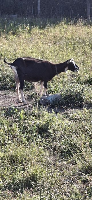 Vind capre iede cu lapte de un an la prima fătare