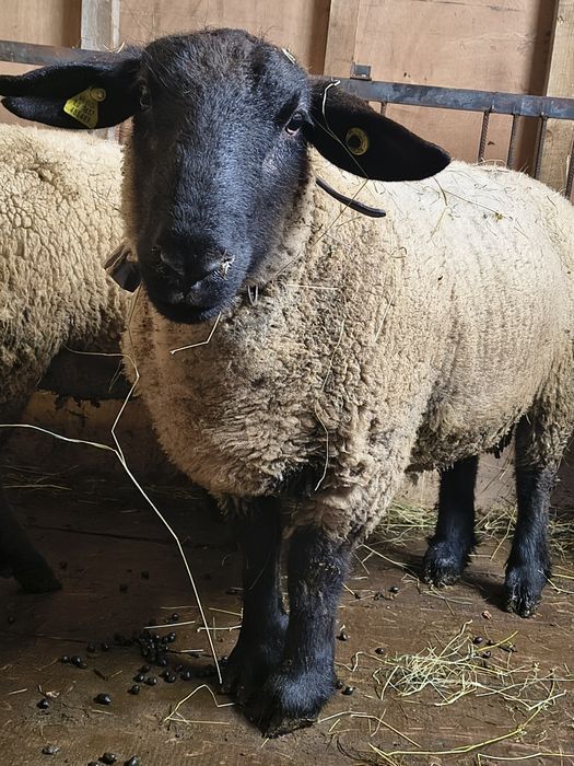 Berbec sufolk de prasila