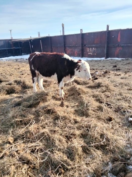 Продам тёлок 2 года