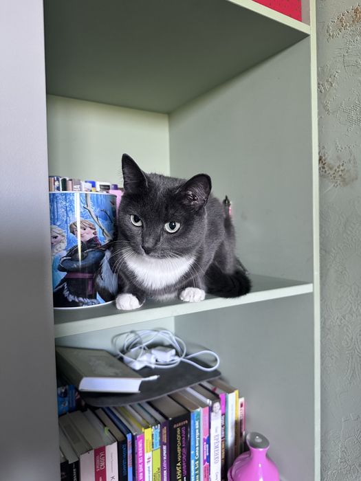 Животное кошечка