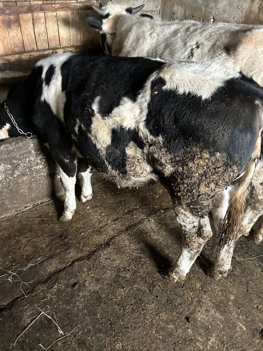 De vandare vitica  0741730 869