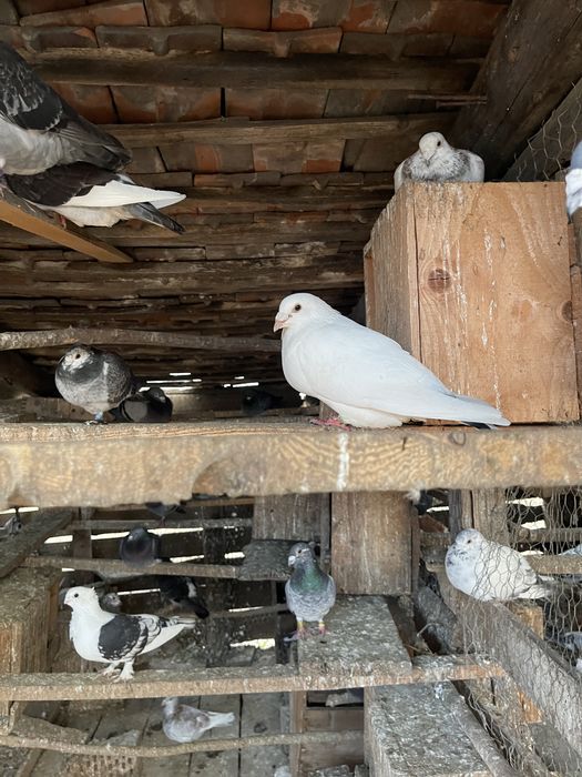 Vand porumbei voiajori