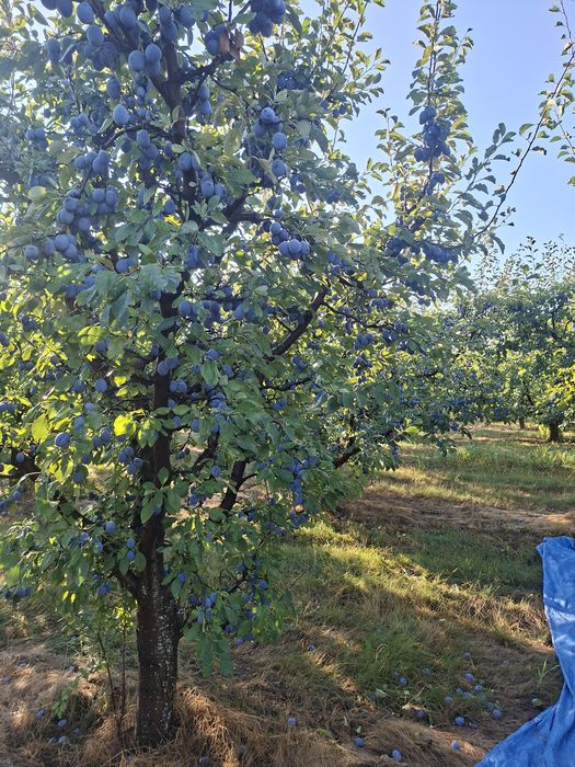 Prune pentru țuică