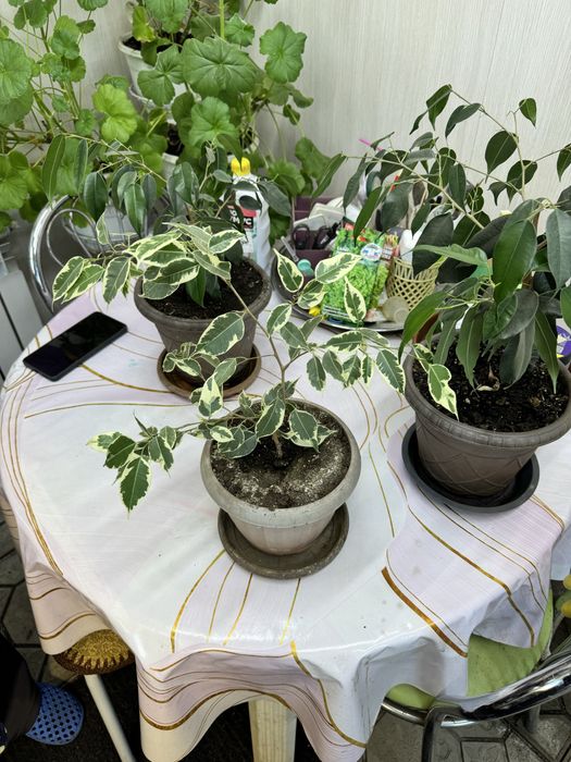 Фикус бенджамина, комнатные растения
