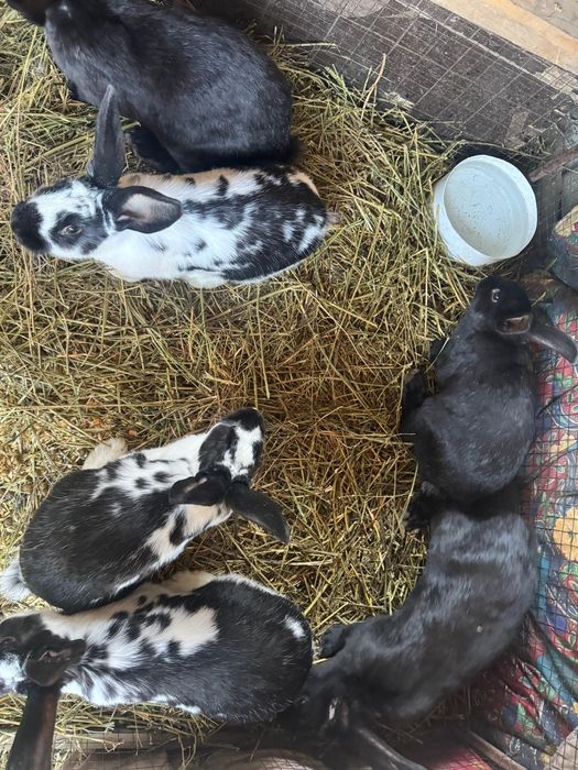 Продам кроликов..