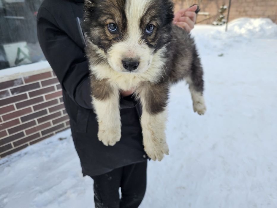 Тобет күшік САО Тобет