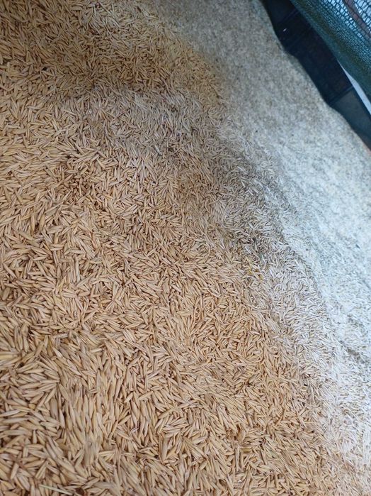 Vând ovăz, producția 2025