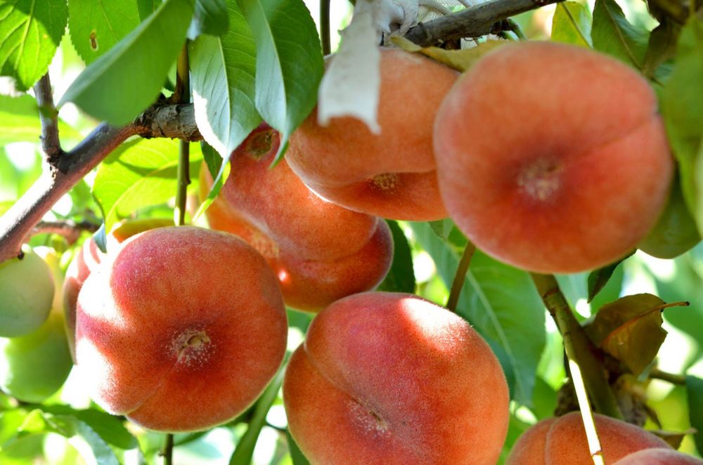 Piersic plat PLATICARP