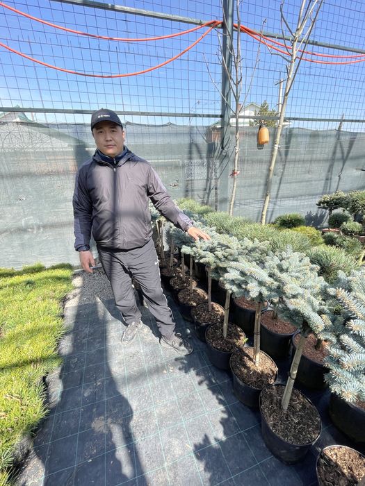 Декоративные растения