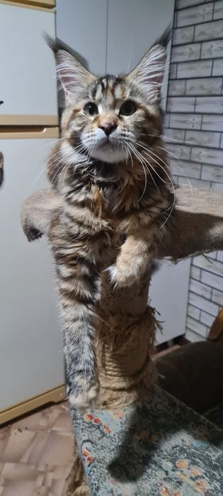 Котята мейн кун ,клубные.