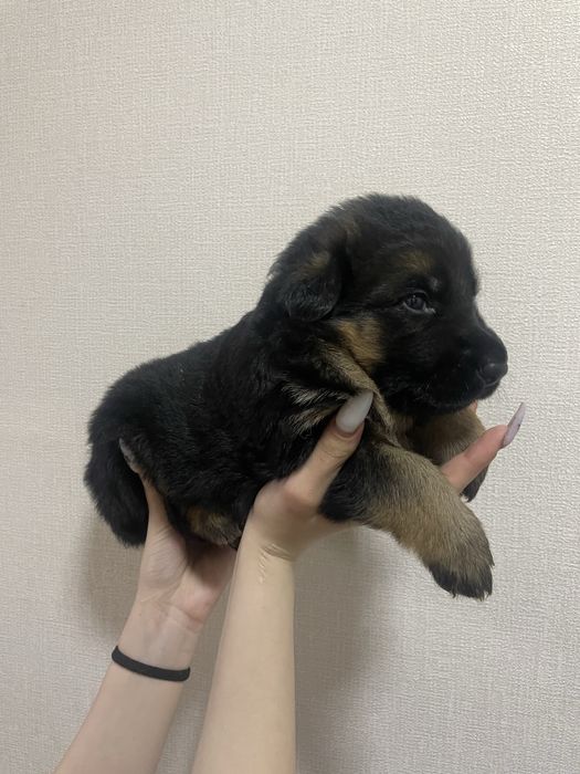 Продам щенят овчарки