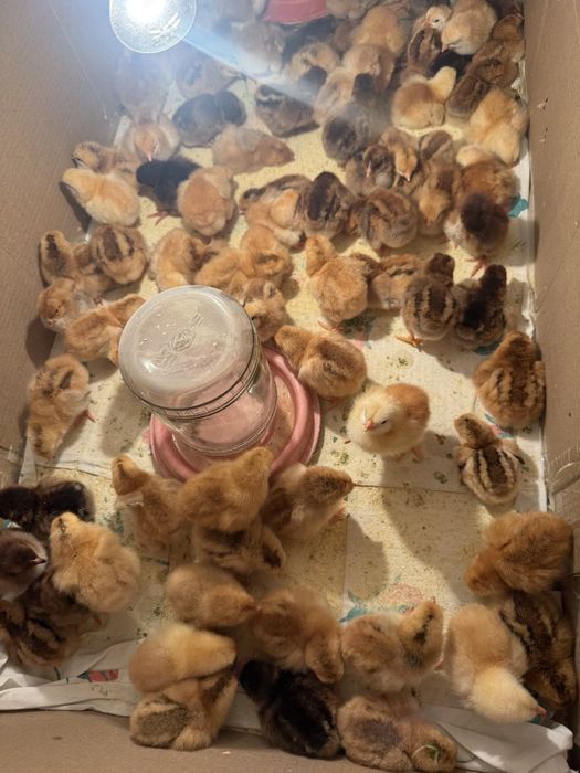 Хан хяп цыплята original (made in KOREA )