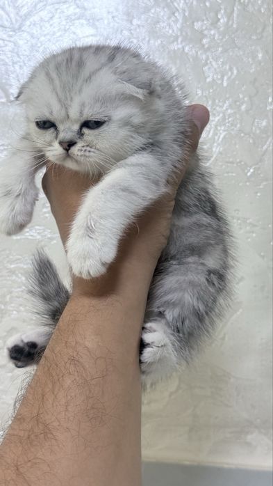 Котенок вислоухий котенок