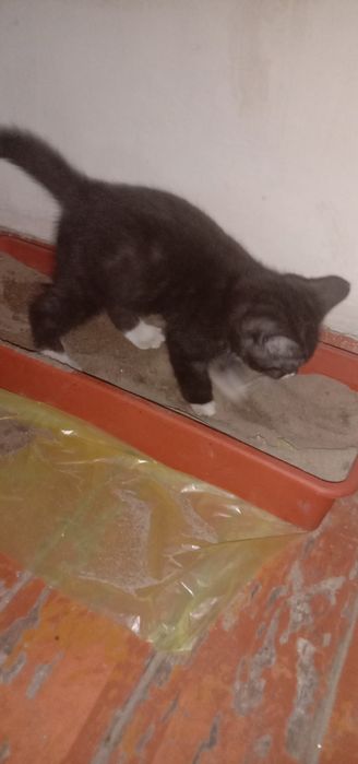 Отдам котят мама британка