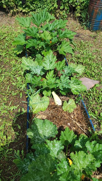 Продам дачу в Черёмушках рядом с речкой