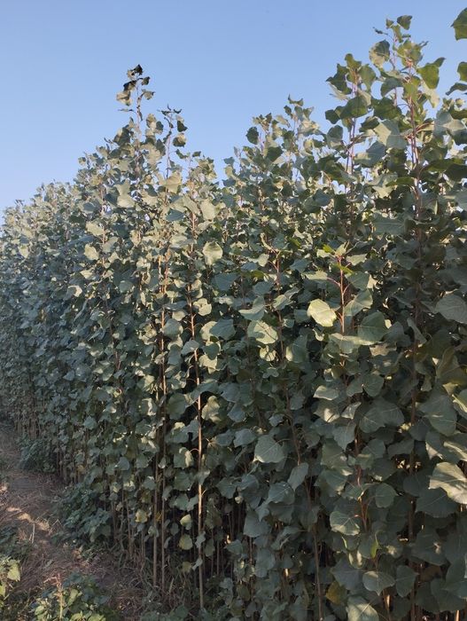 Terak kochat cheklanmagan miqdorda