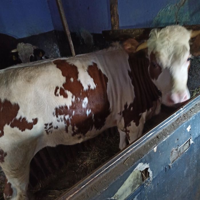 Vând vaca gestantă