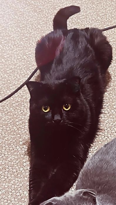 Hadyaga beriladi öğil bola mushuk