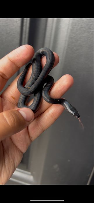 Королевские змеи нигриты