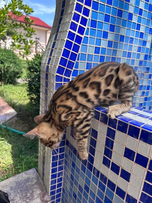 Toza zotdor Bengal mushuk bolalari sotiladi.