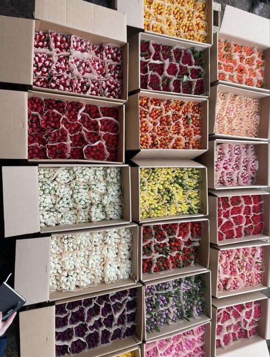 Тюлпаны оптом 650тг с луковицой