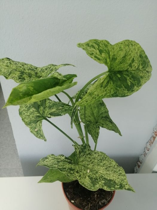 Продам Сингониум Мохито