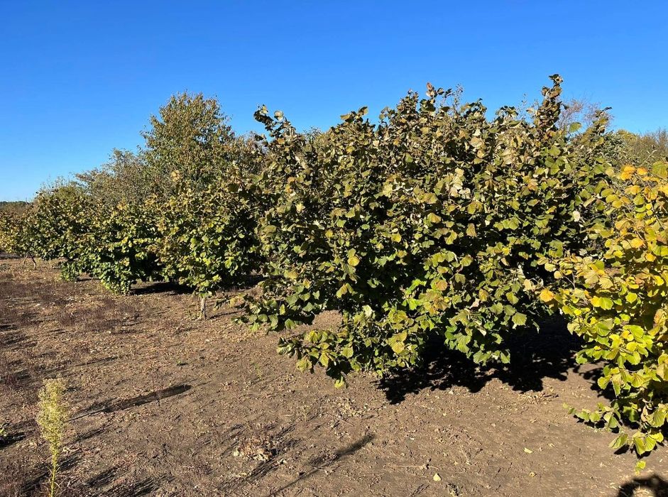 Дава се под наем Земеделски имот в Балчик -  кв.м за 51 € - Снимка #11