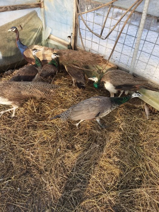 Pui de păun comuni  vârstă 4 luni 300 lei